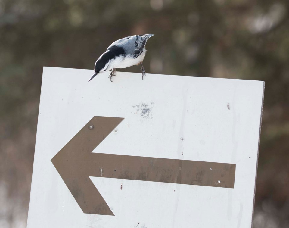 1703 SA NuthatchSign 0962 km