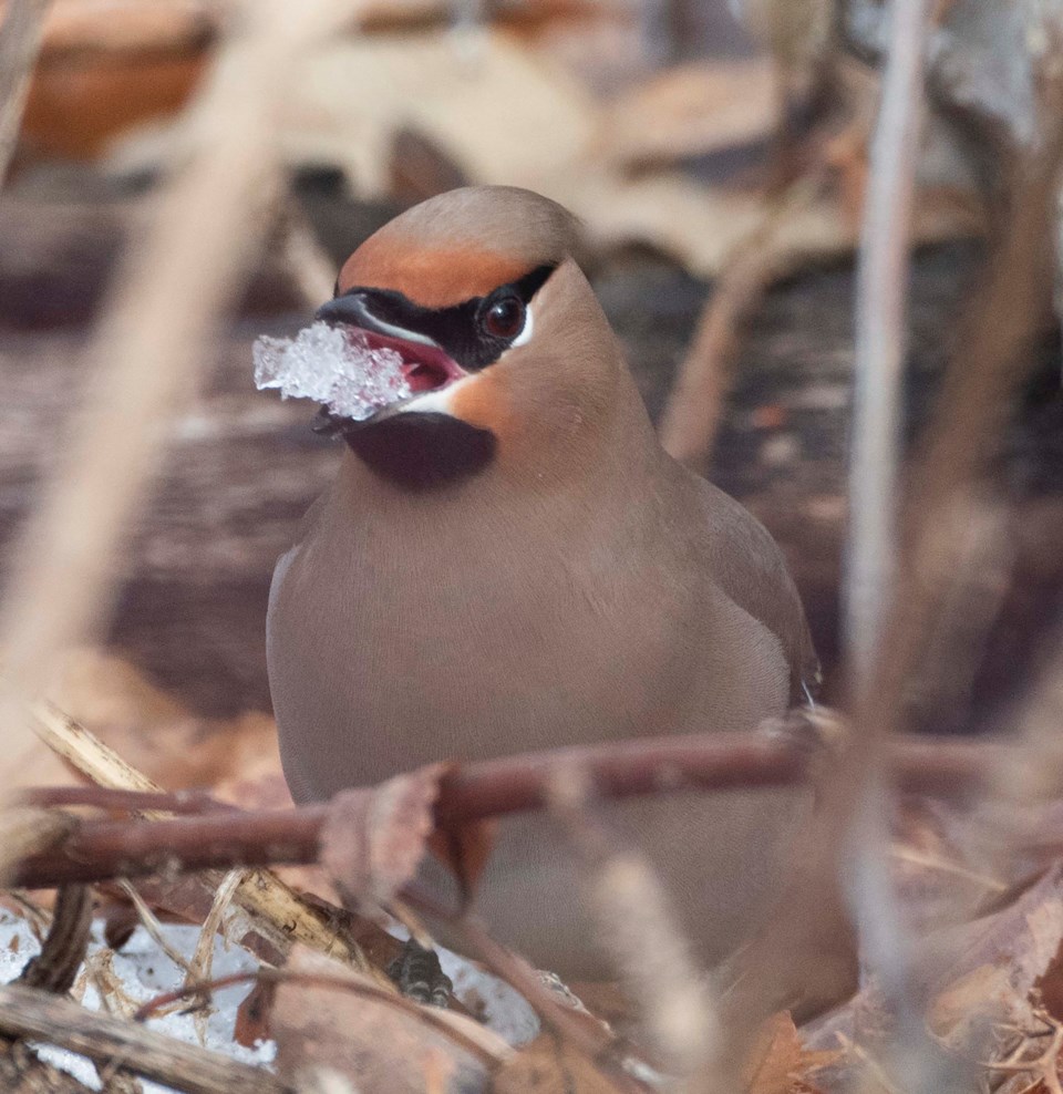 1703 SA WaxwingIce 1026 km