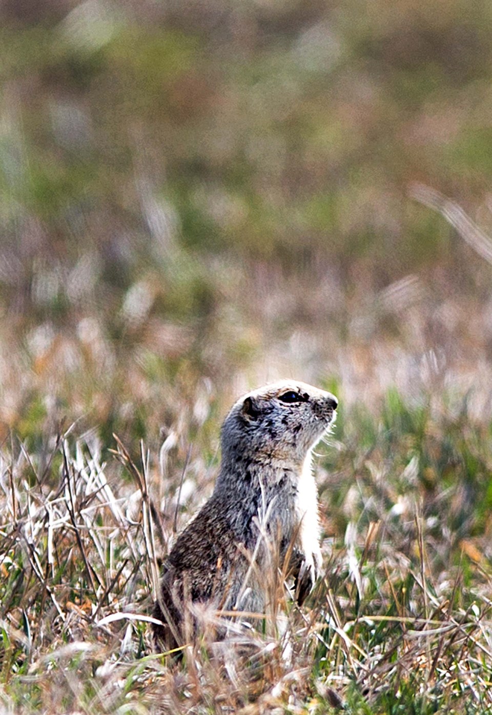 SA prairiedog BY 7049 C