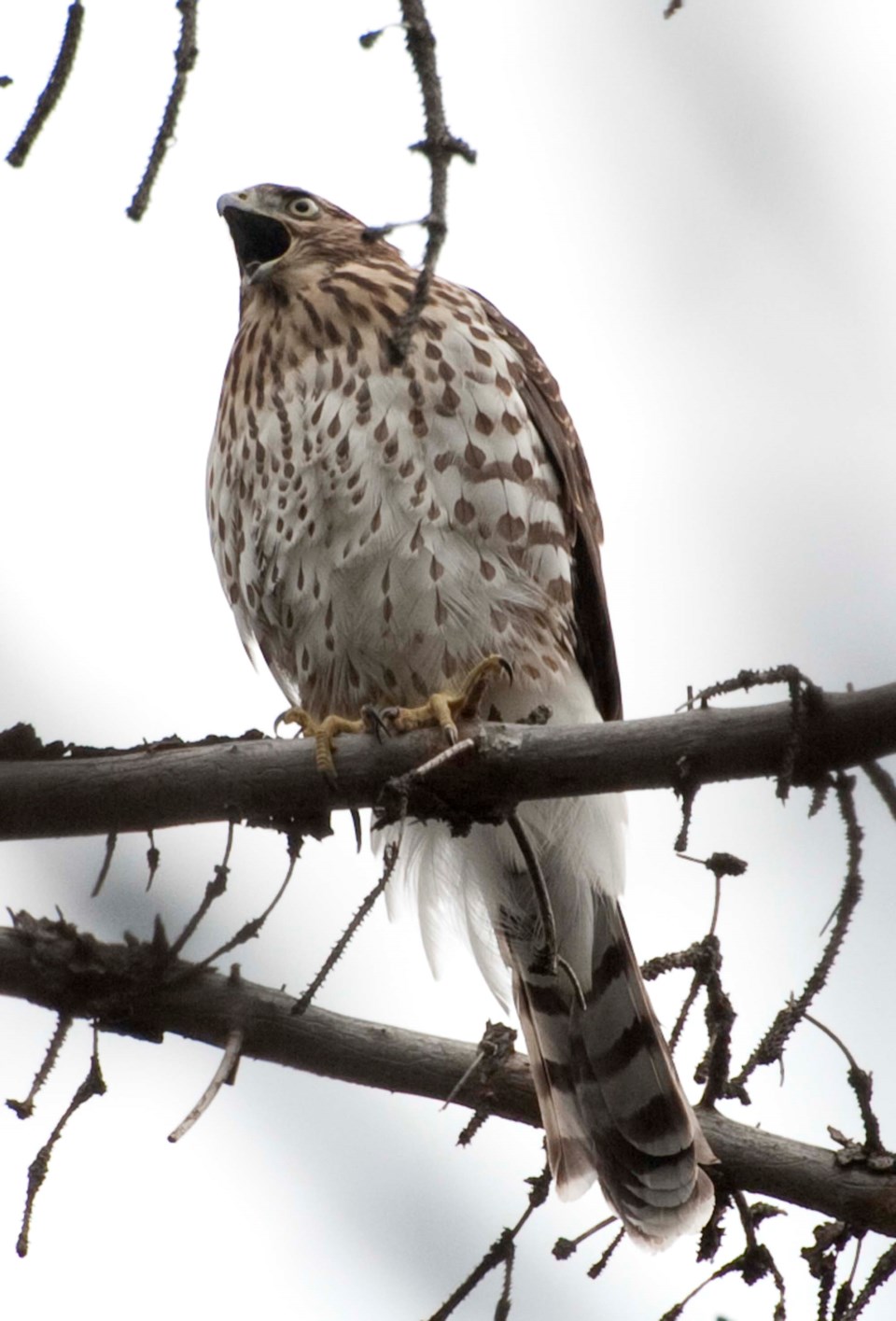 Coopers hawk-6711-km C