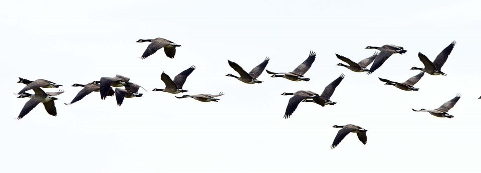 Geese Gather together-AB-7718 C