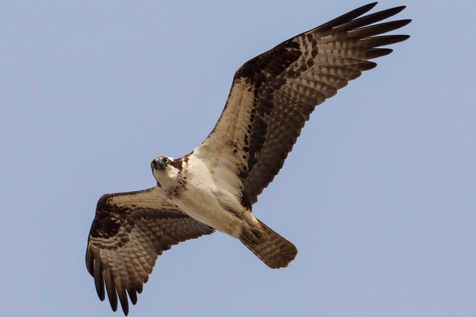 osprey on the hunt-CC-6771 CC