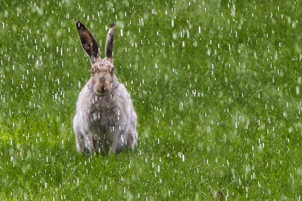 stand alone wet rabbit CC 5323 C