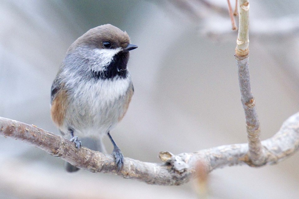 christmas bird count-9326-cc CC