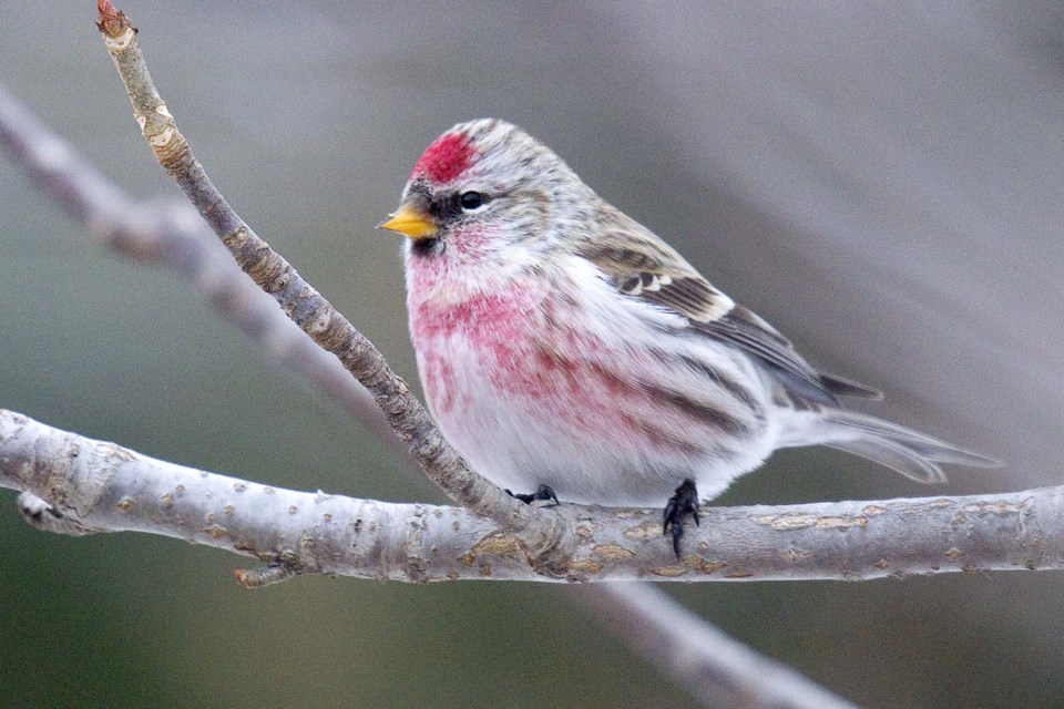 christmas bird count-9344-cc CC