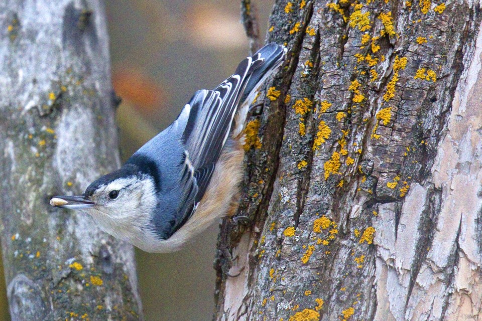 christmas bird count-9484-cc CC