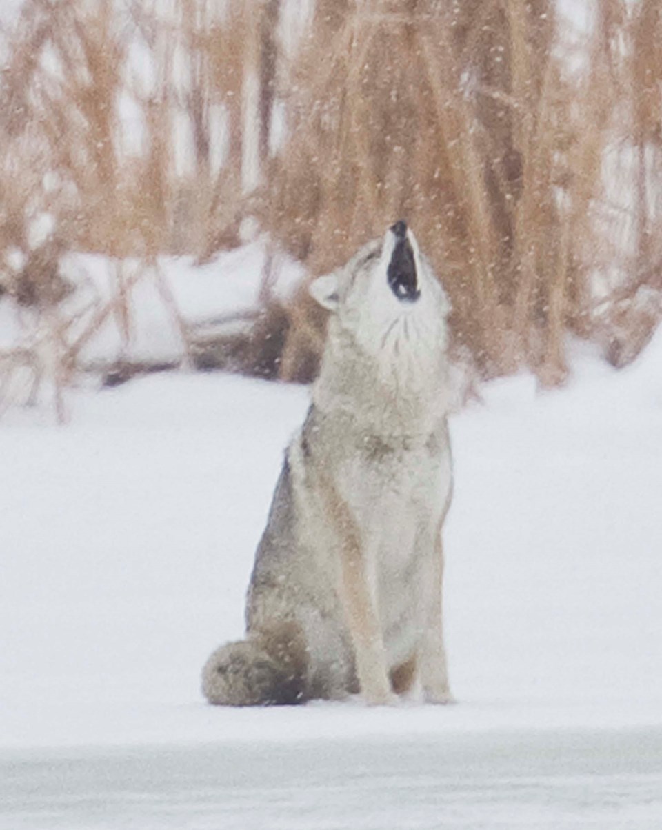 coyote howl-CC-4692 C