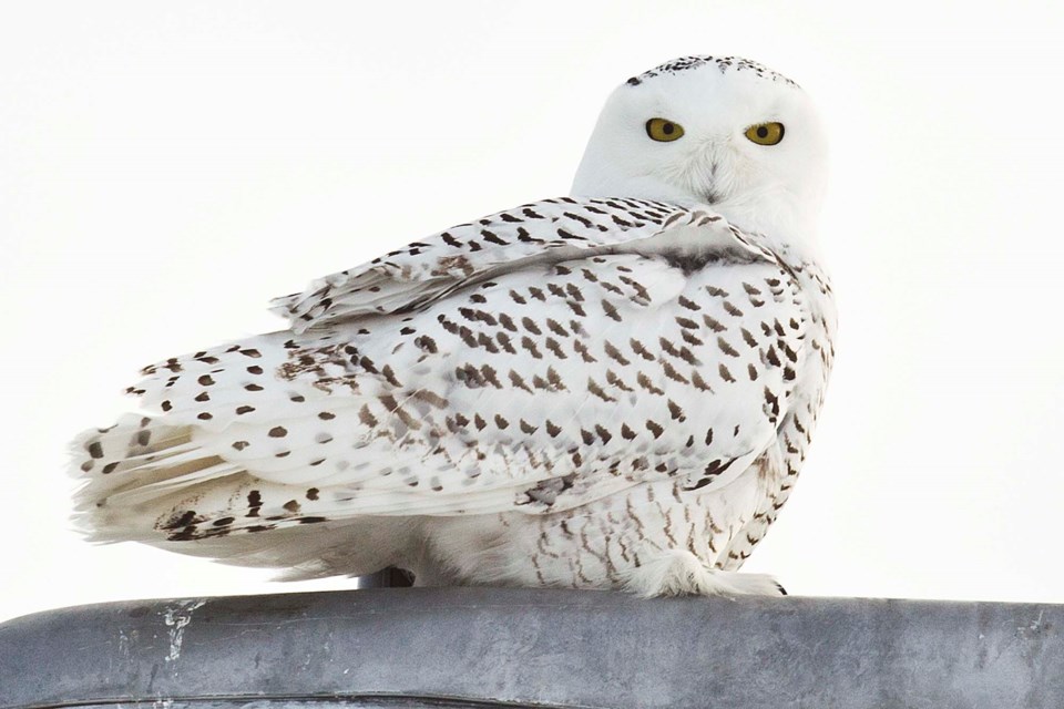 Snowy Owl-AB-5338 CC
