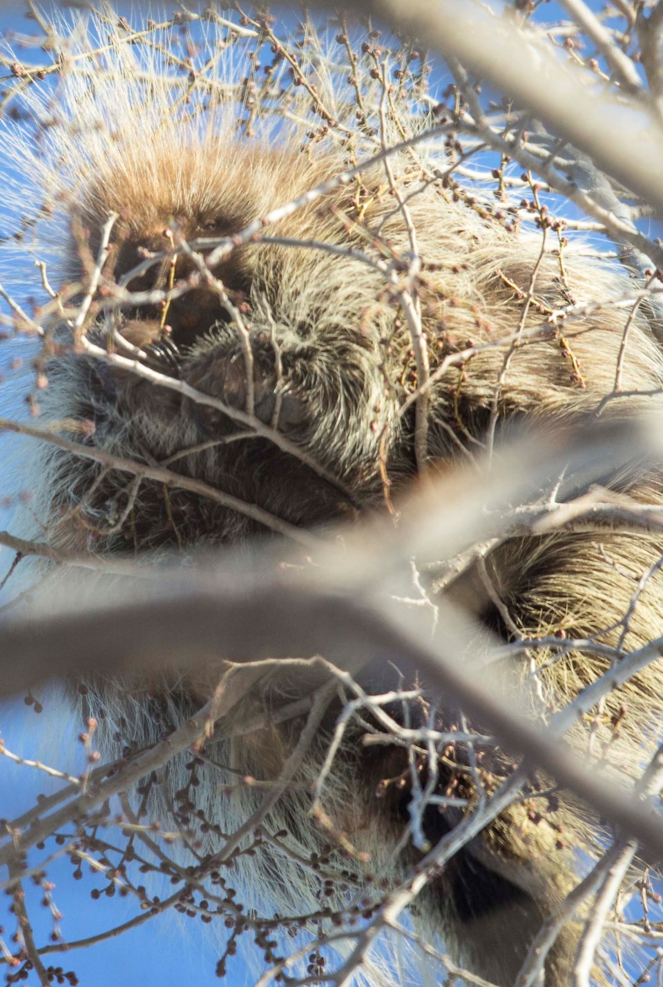 2802 porcupine CC 0067 C