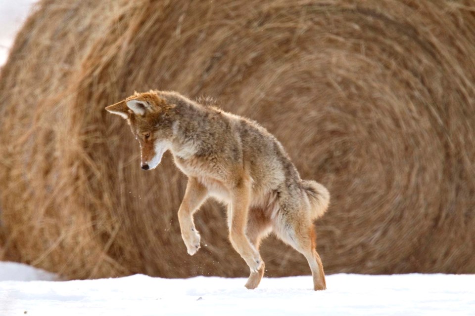Coyote-5064-ab CC