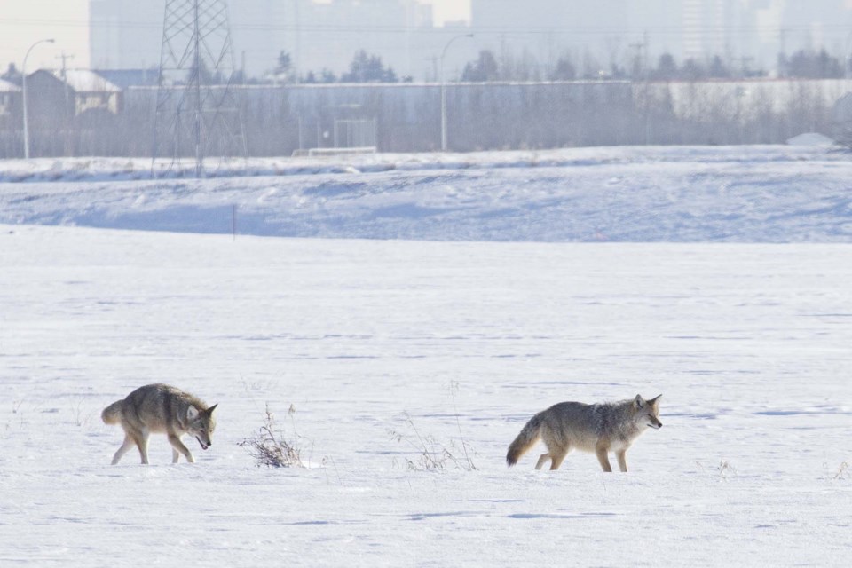coyotes-2721-cc CC