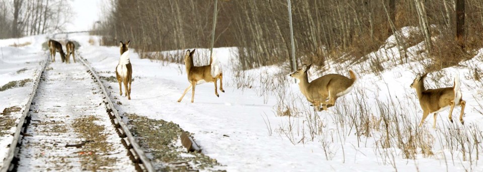 Deer Crossing Tracks-AB-0288 C