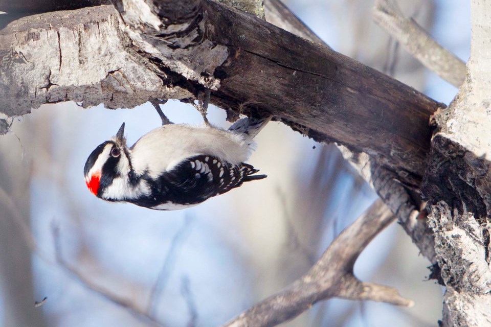 downy woodpecker-CC-5696 CC