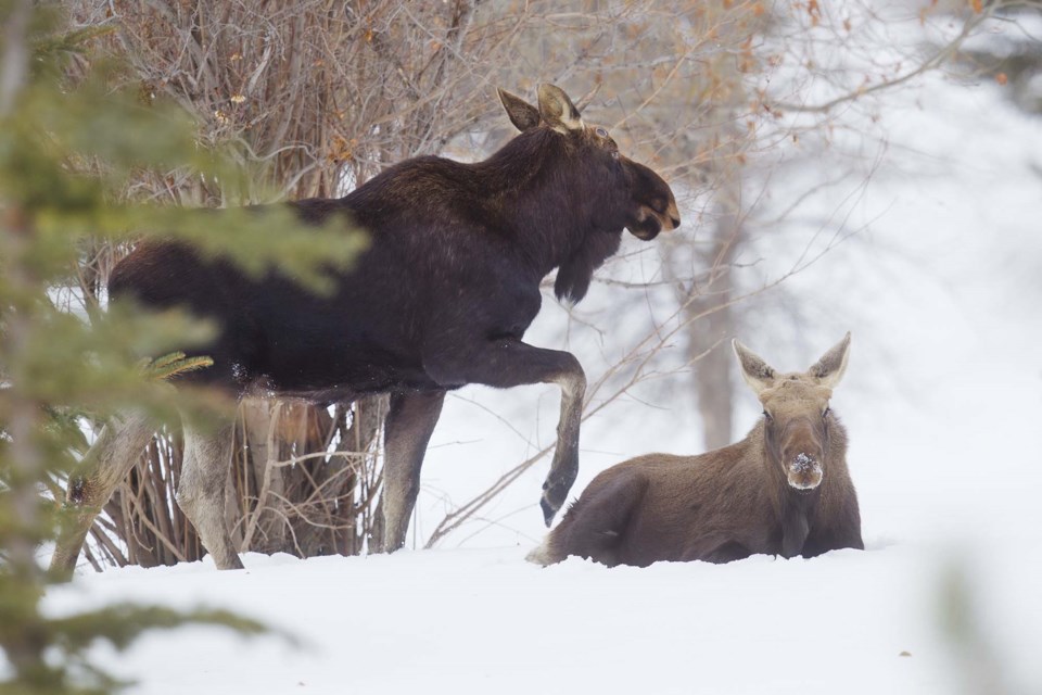 moose chilling out-CC-8095 CC