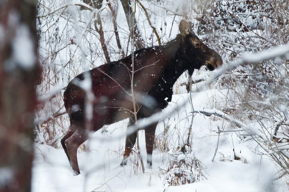 moose in the woods CC 8855 CC