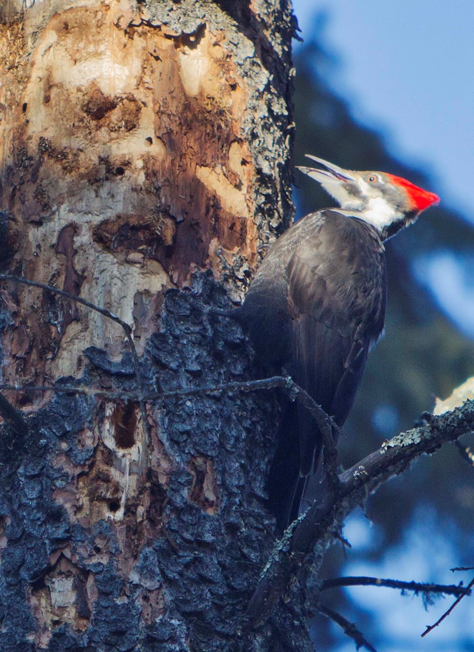 Pileated Woodpecker-CC-7665 C