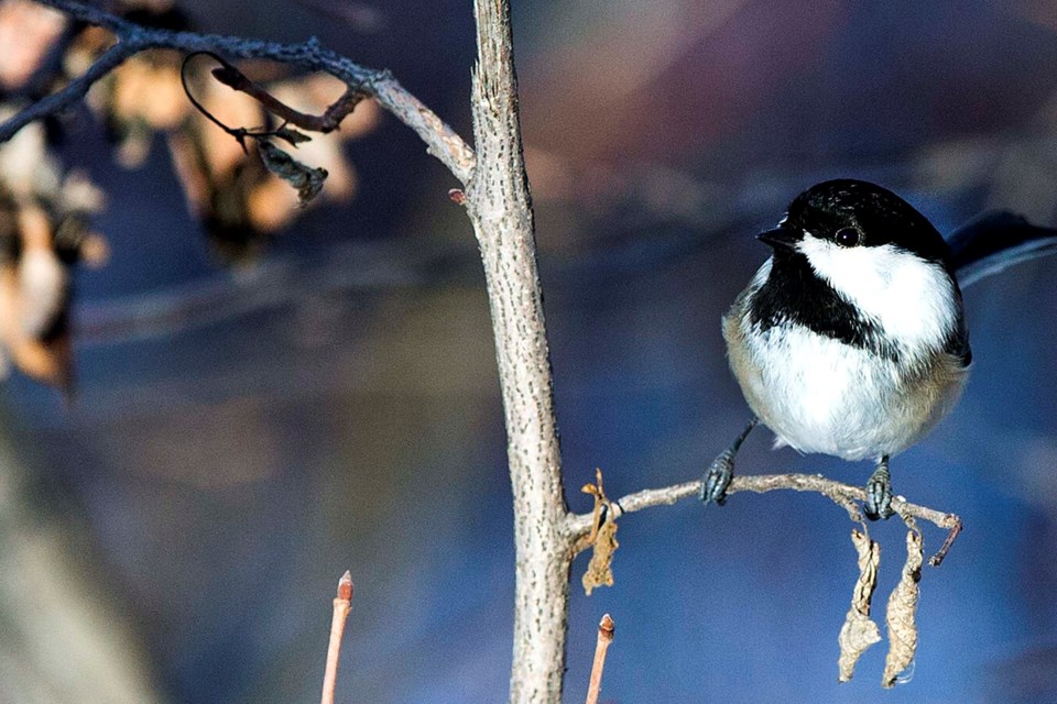 SA chickadee BY 0508 CC