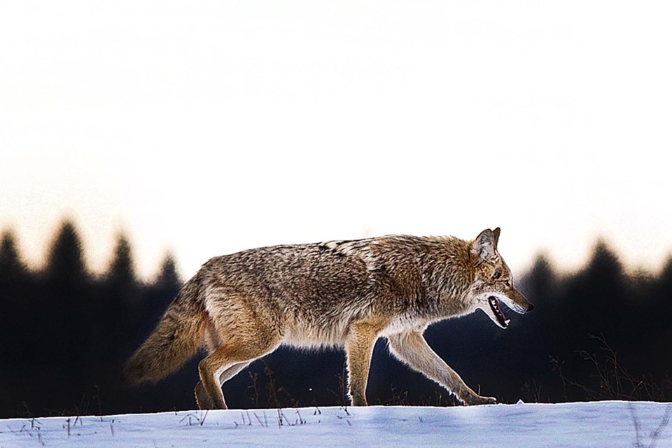 SA coyote BY 1598 CC