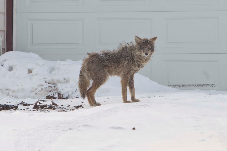 coyote on the loose-CC-9474 CC