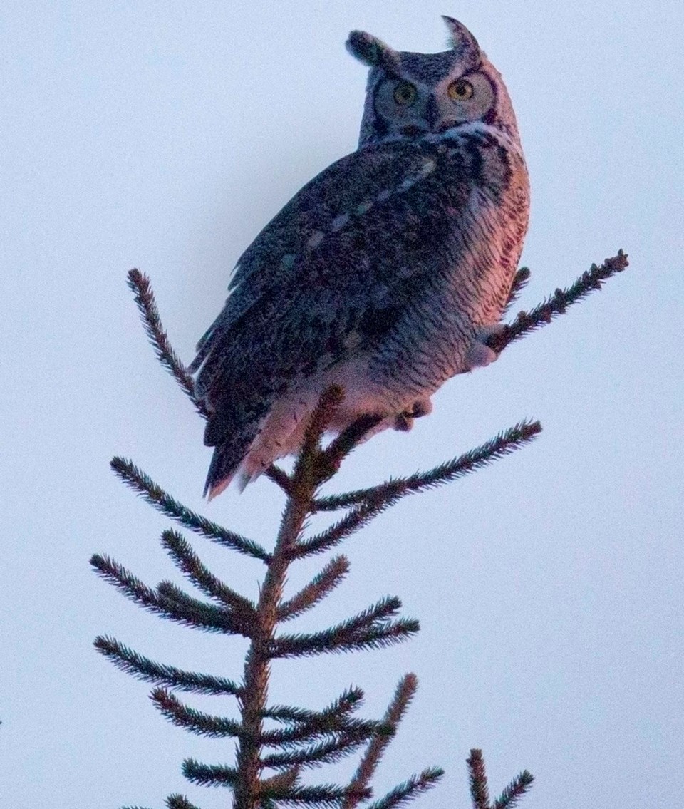 great horned owl-CC-9963 C