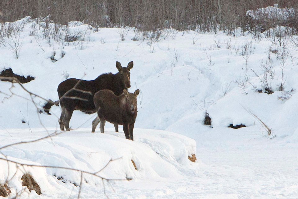 moose on Sturgeon-BY-9078-2 CC