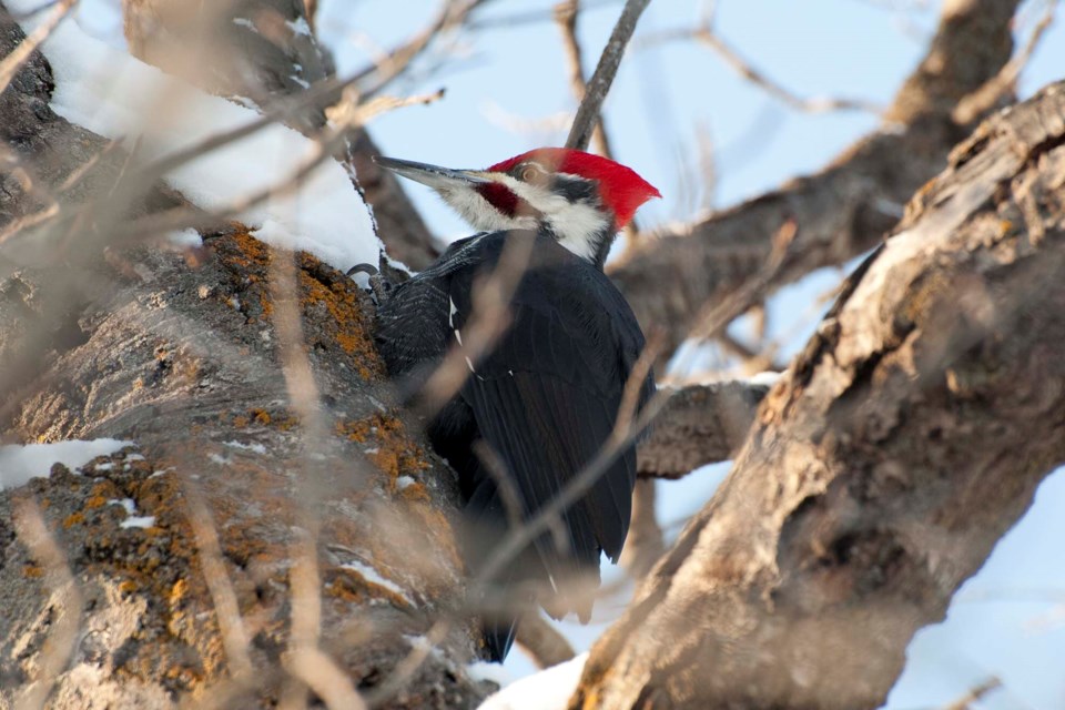 Wild St Albert- Pileated woodpecker-9770-km CC