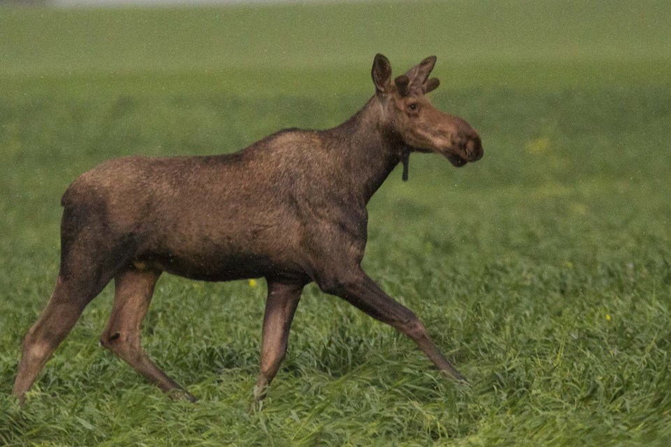 Moose on the run-AB-8873 CC