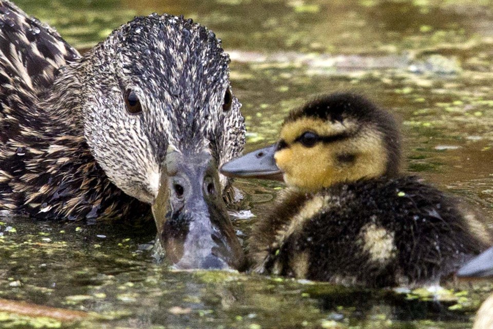 ducks-Mom knows best-AB-4841 CC