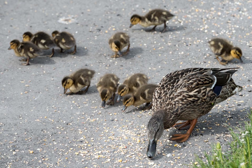 SA DuckFamily 7864 km CC