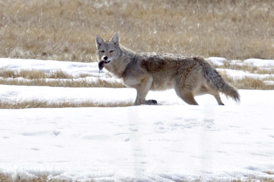 coyote and rodent-CC-0176 CC