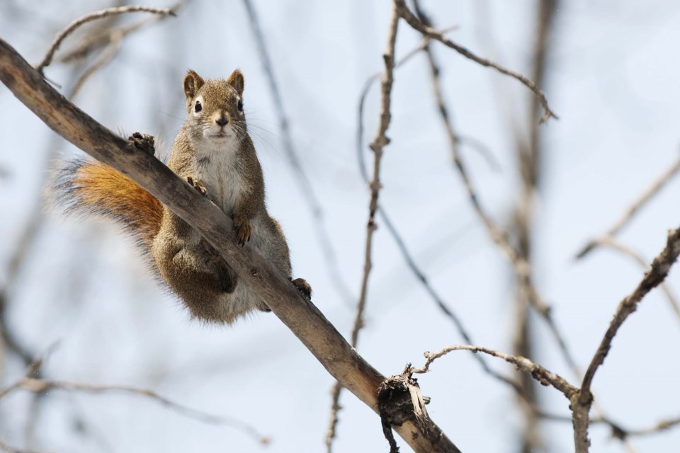 Forest Park Squirrel-HY-8758 CC