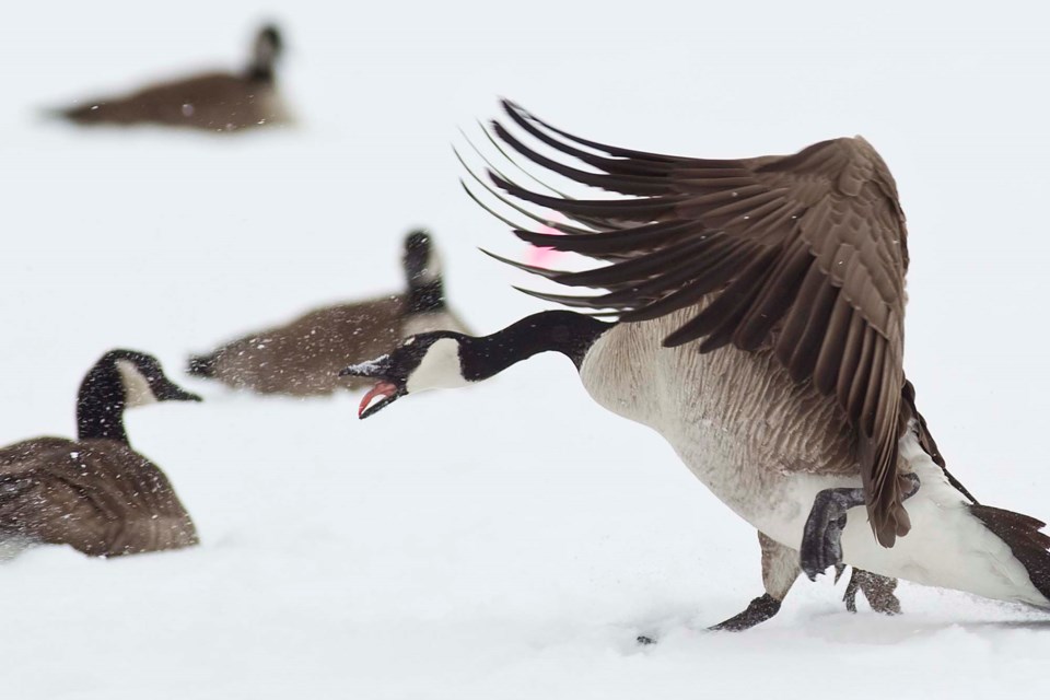 Geese-AB- 1279 CC