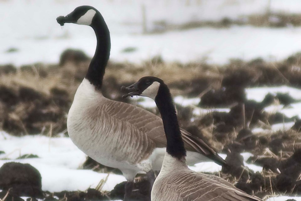 Geese-AB-8122 CC