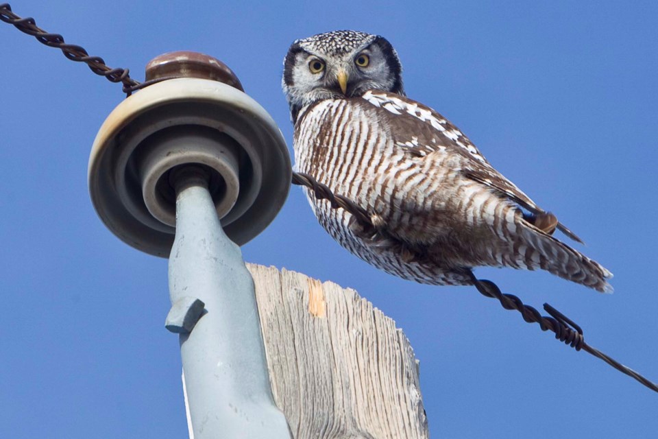 hawk owl-CC-7404 CC