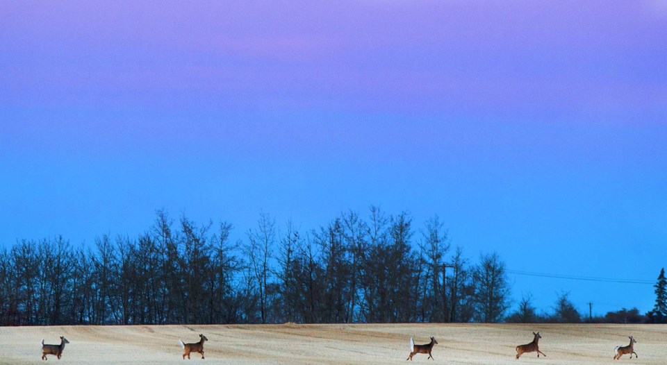 SA deer BY 8338 C