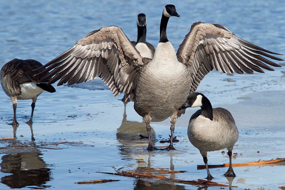 SA geese BY 6168 CC