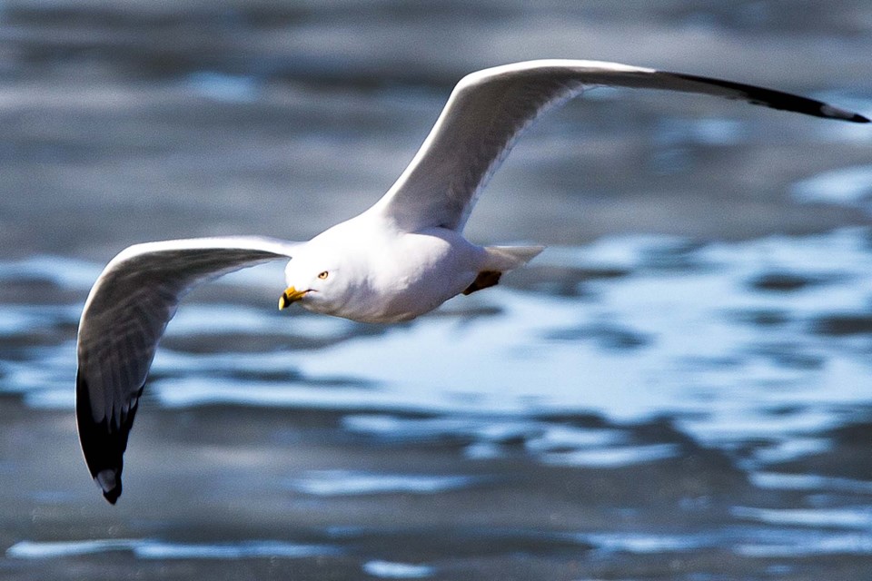 SA seagull BY 4409 CC