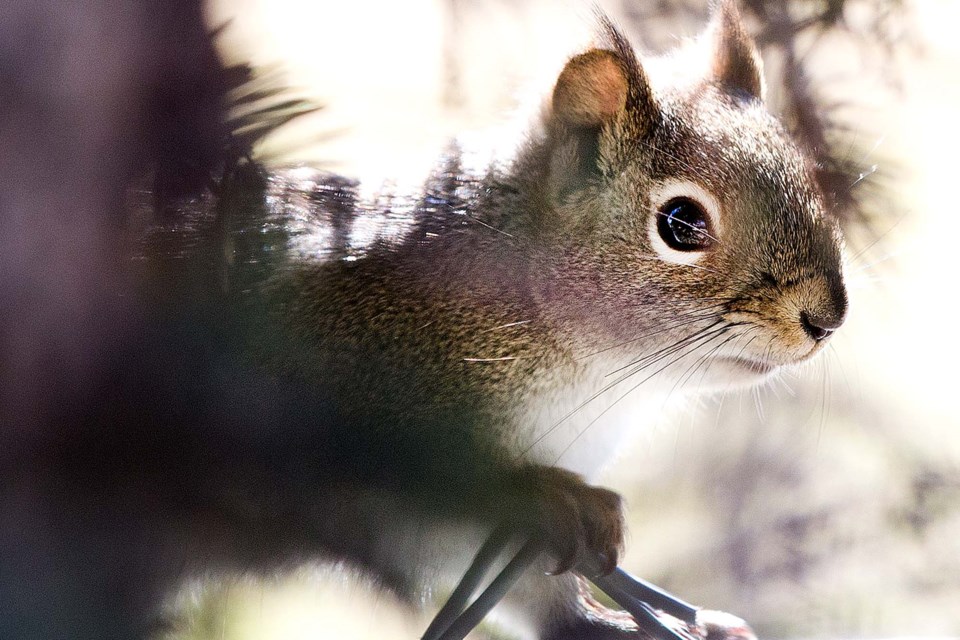 SA squirrel BY 0002 CC