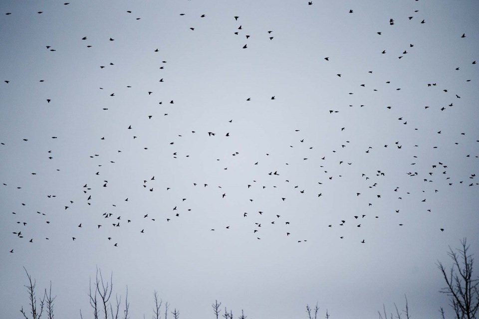 SA waxwings BY 2801 CC