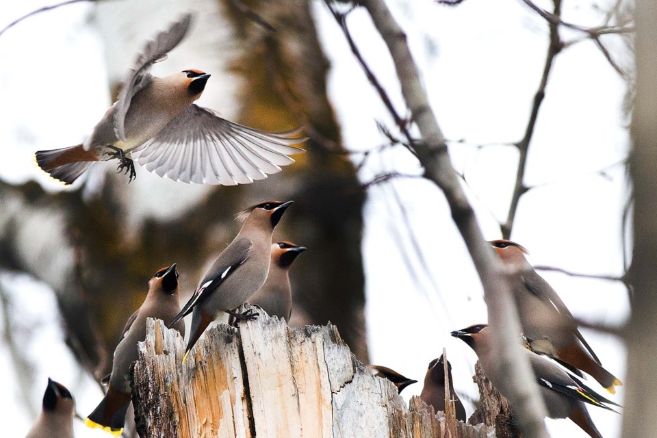 SA waxwings BY 2906 CC