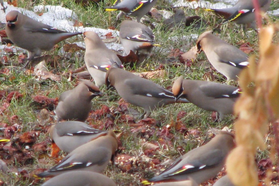 Waxwing-SJ-2873 CC
