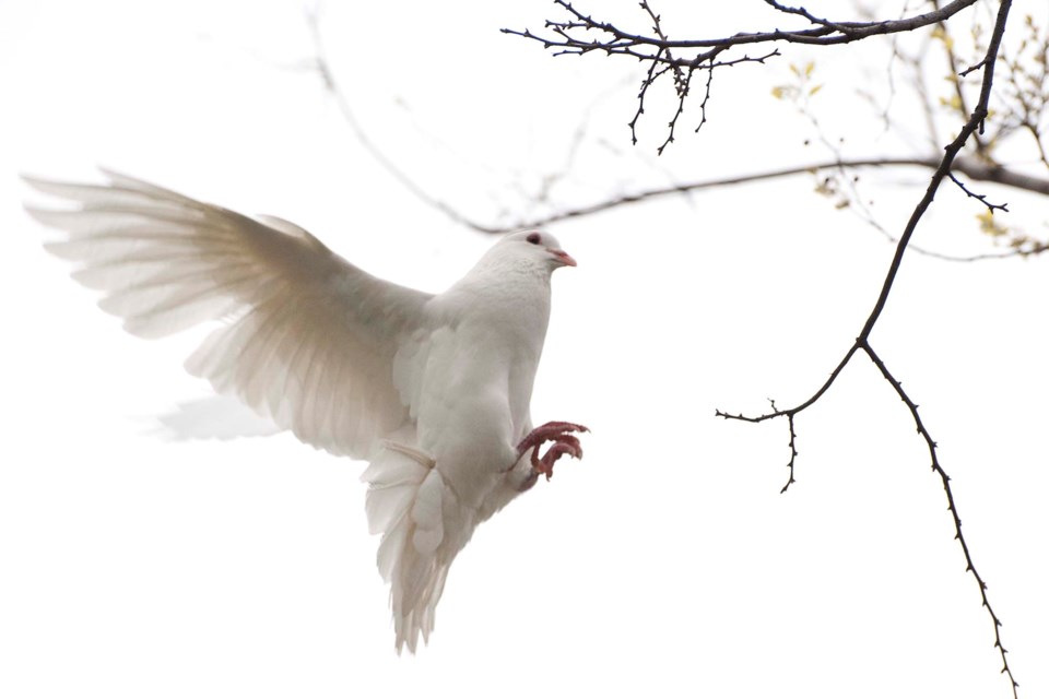 Wild St Al pigeon-4413-km CC