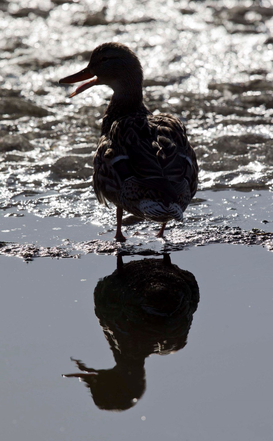 XXX ducks on the pond CC 8630 C