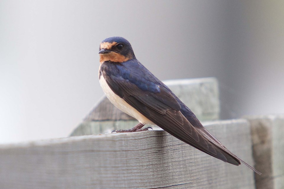 bird spotting-barn swallow-BY-4020 CC