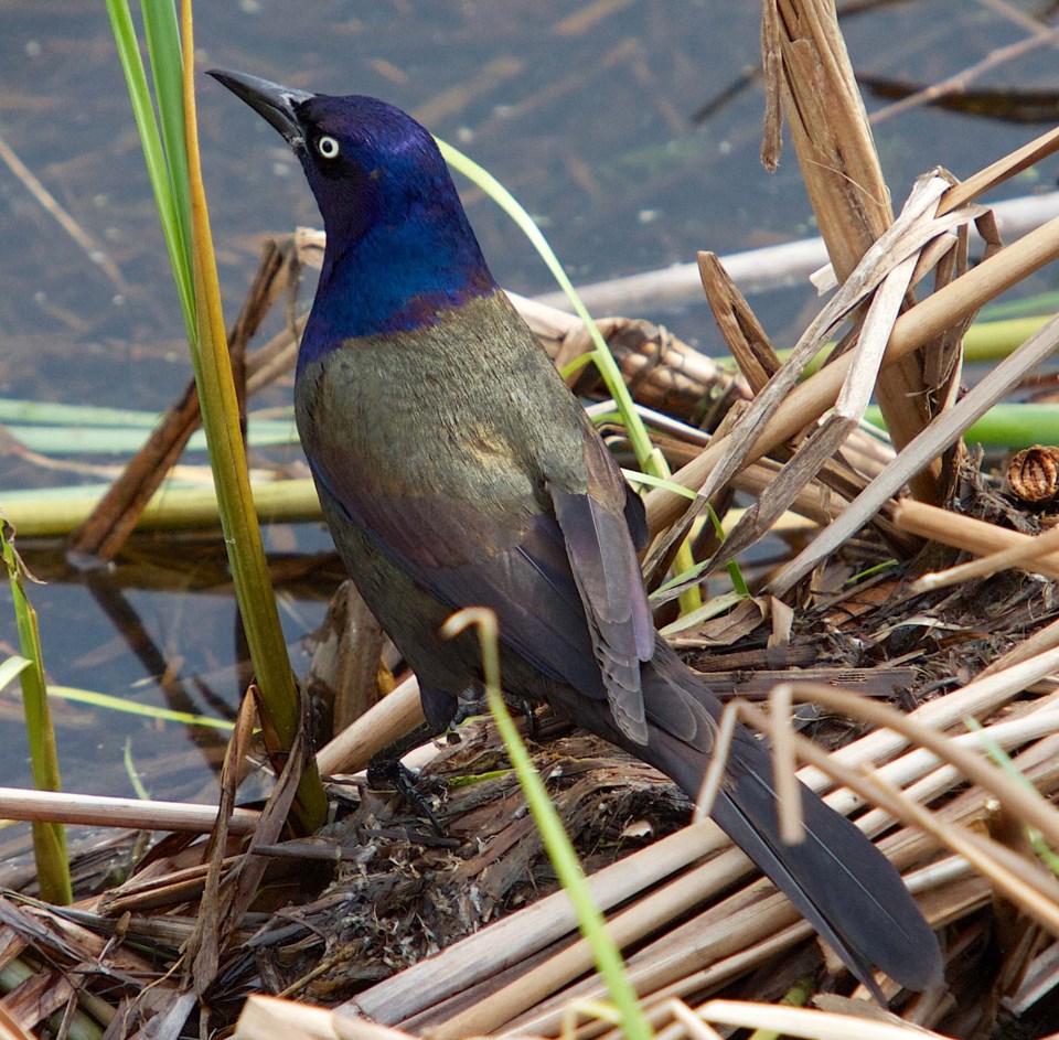 bird spotting-grackle-BY-3913 C