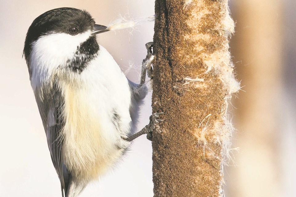 chickadee and cattails-CC-9945 CC