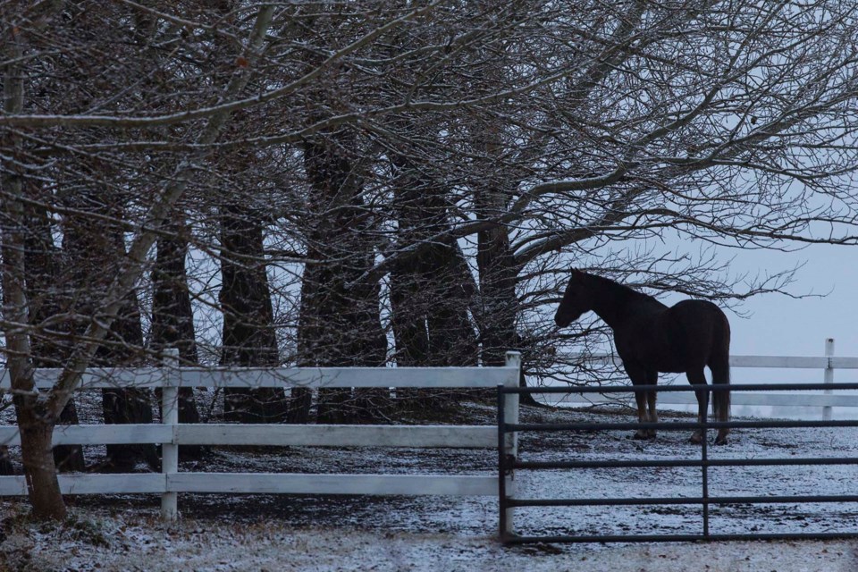 horse in snow CC 4591 CC