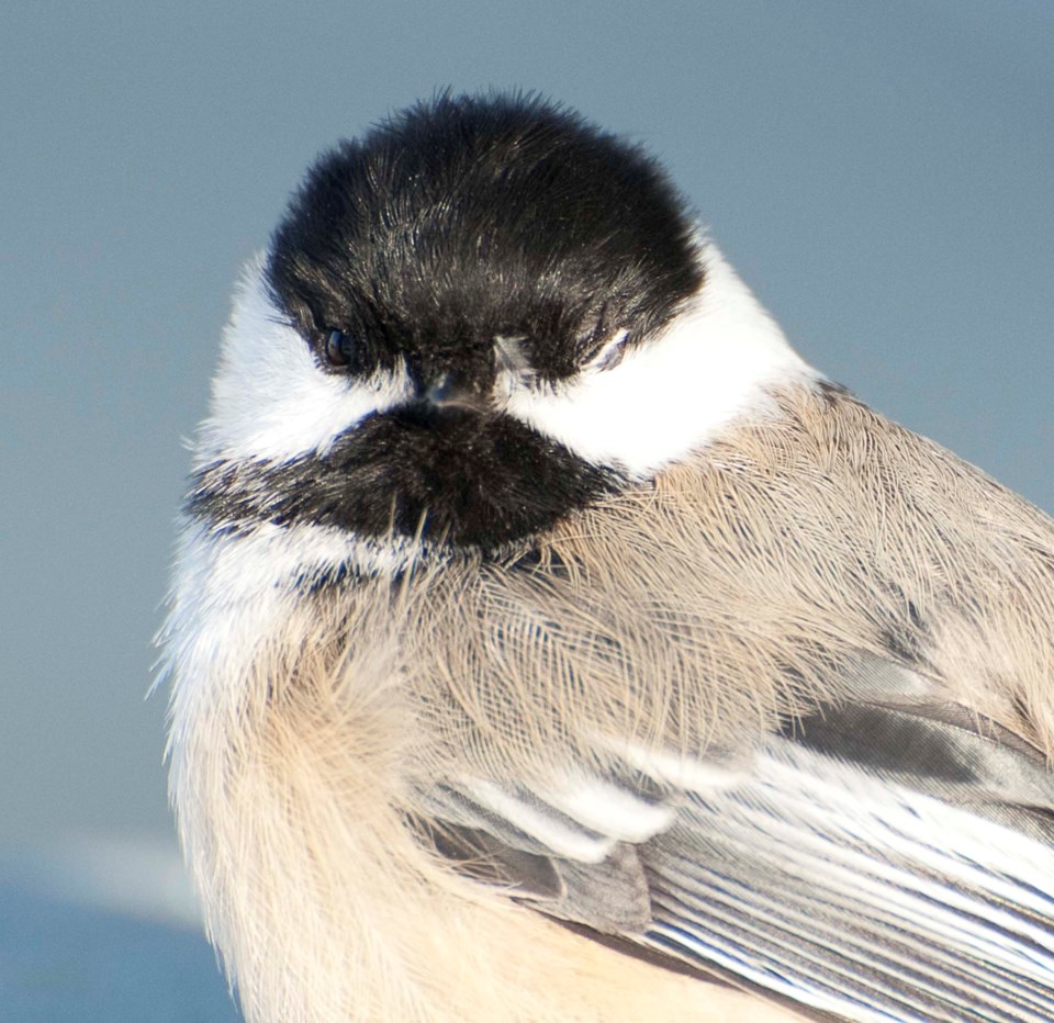 Pirate chickadee-2896-km C