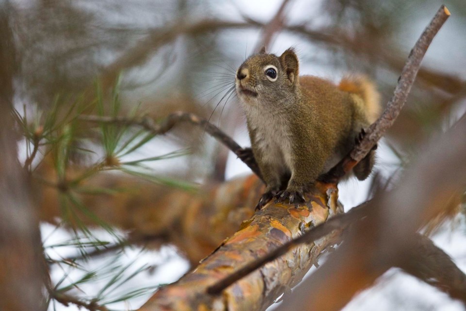 Red squirrel CC CC