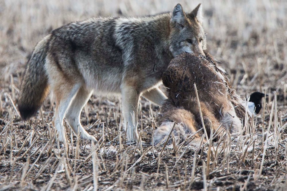 stand alone coyote eating deer CC 6604 CC